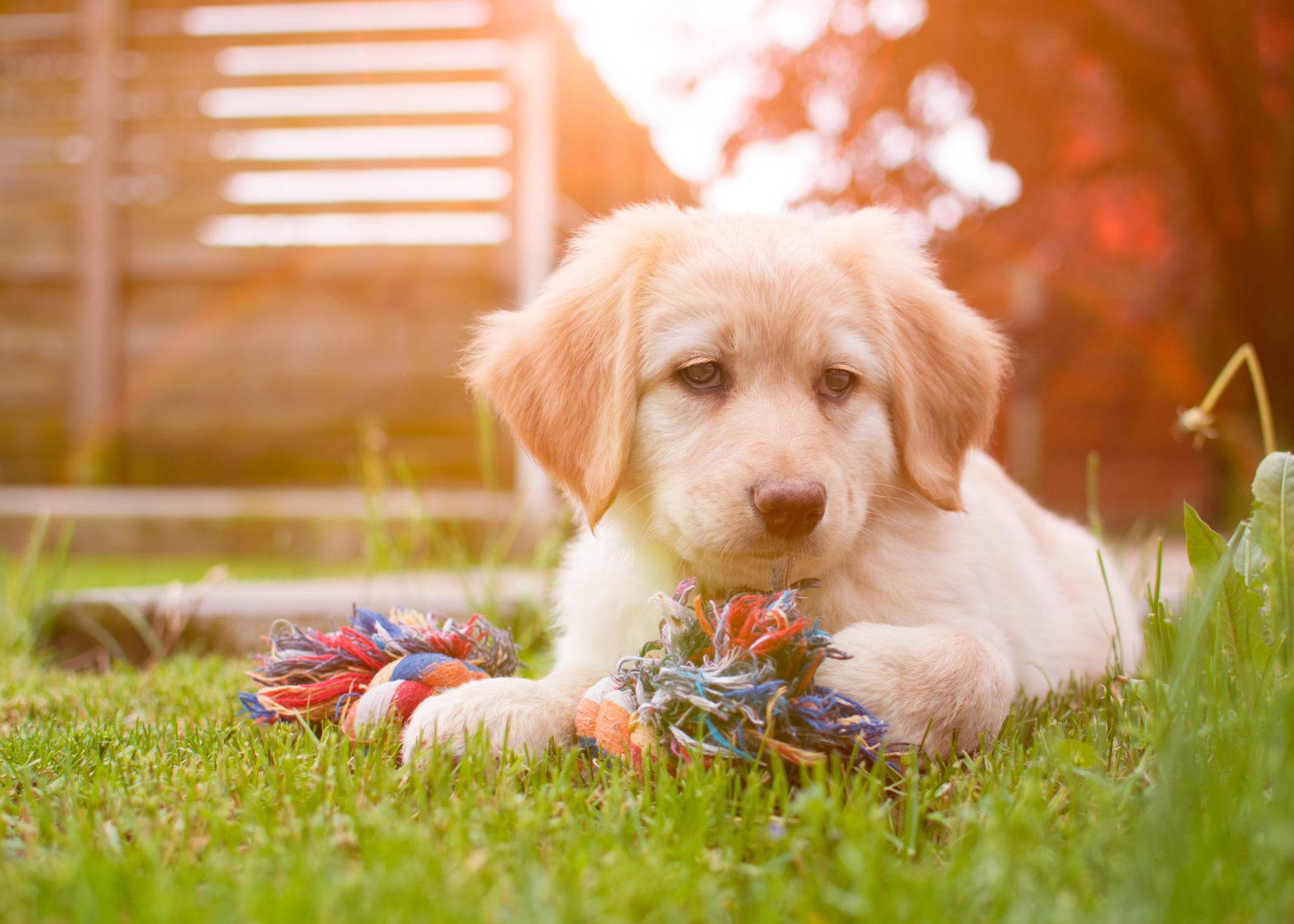 A puppy lays on the grass with his dog toy