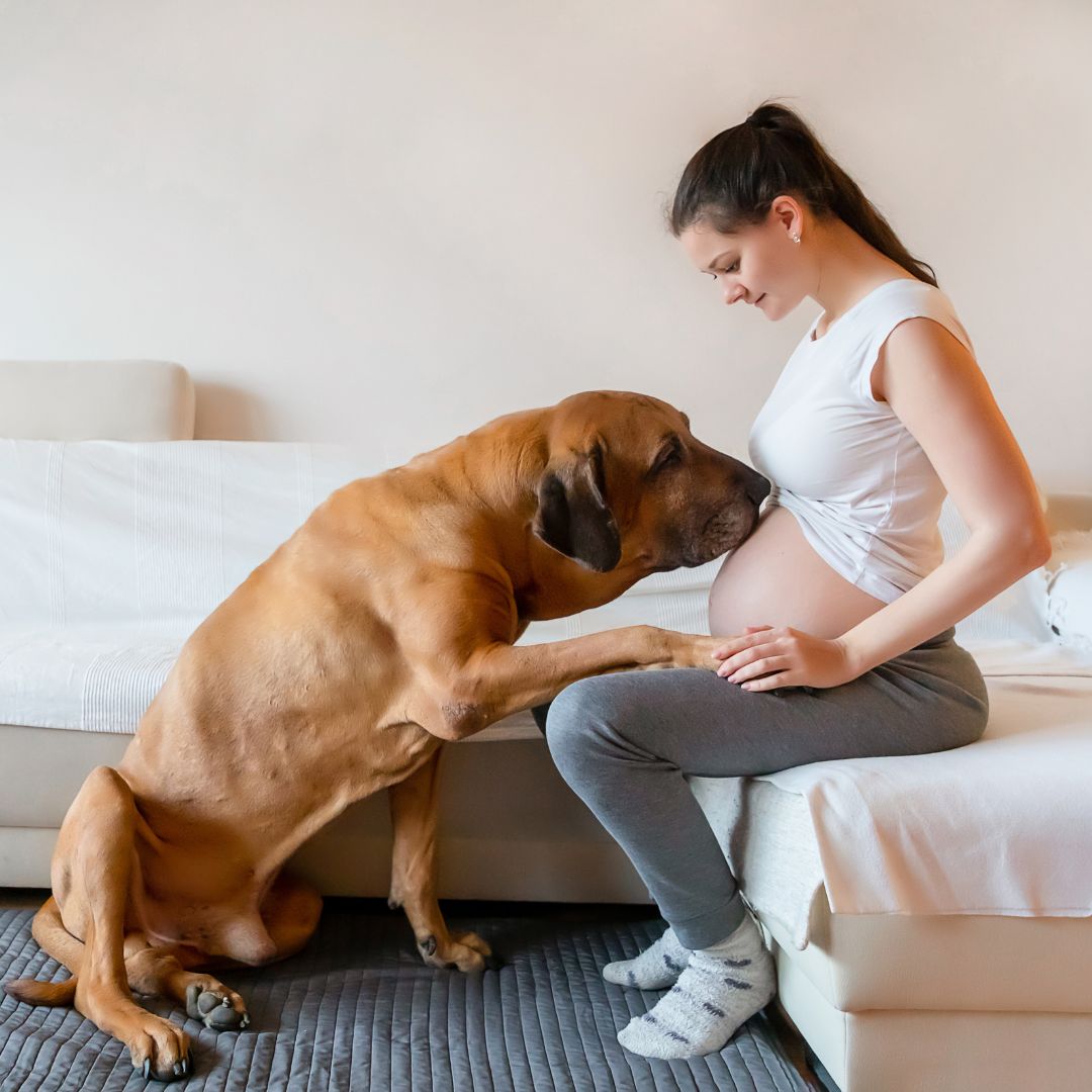 A large dog looks at a pregnant woman's belly.