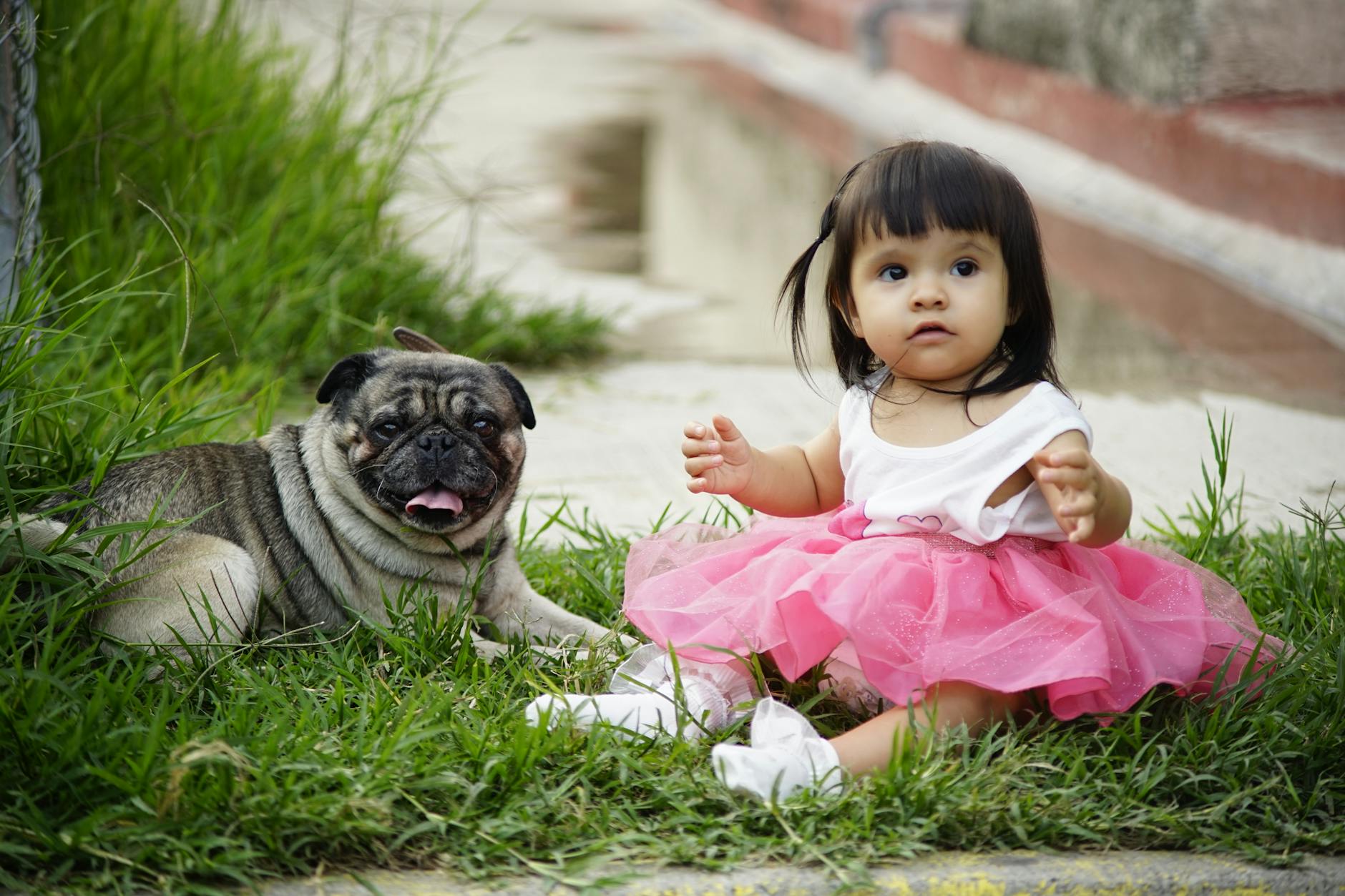 girl in pink and white dress sitting on green grass field beside black and brown pug