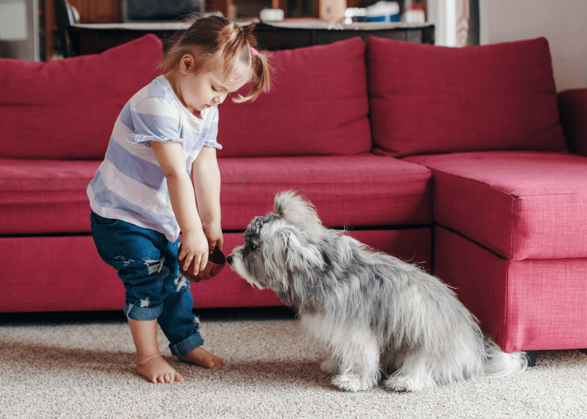 A toddler shows a toy to her small dog