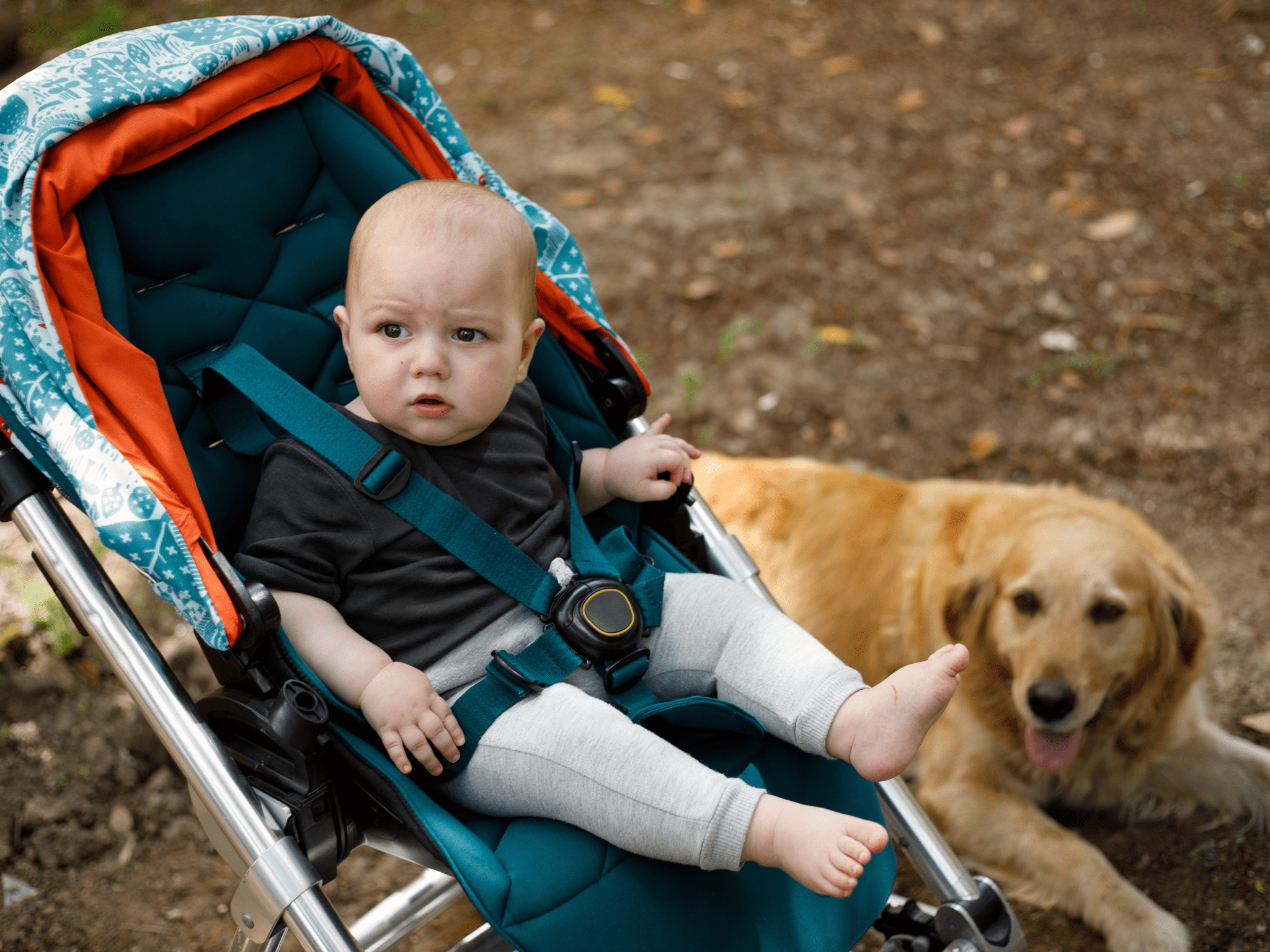 A baby sits in her stroller while a dog looks on