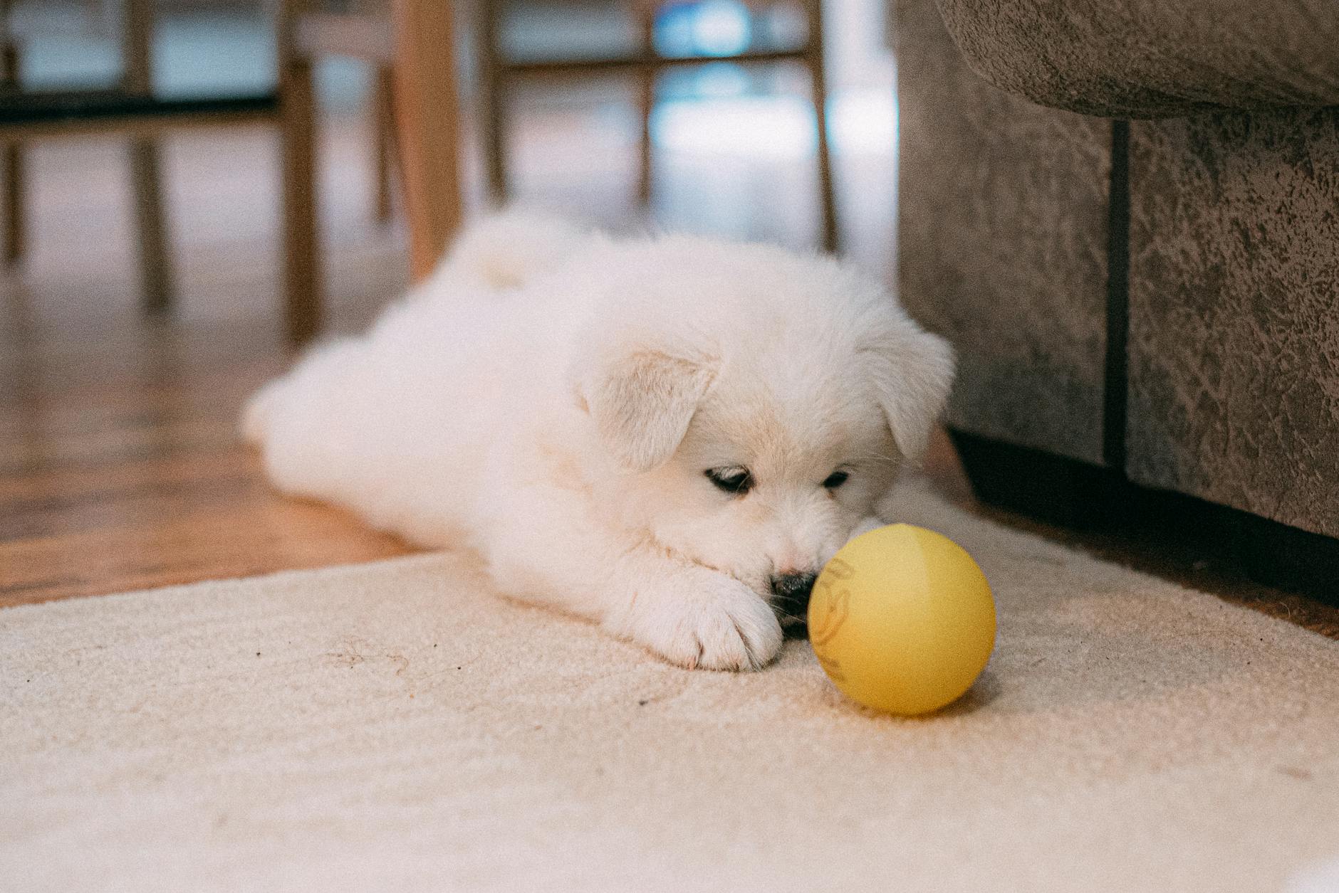 Guide: The Best Dog Toys for Puppy & Kid Fun