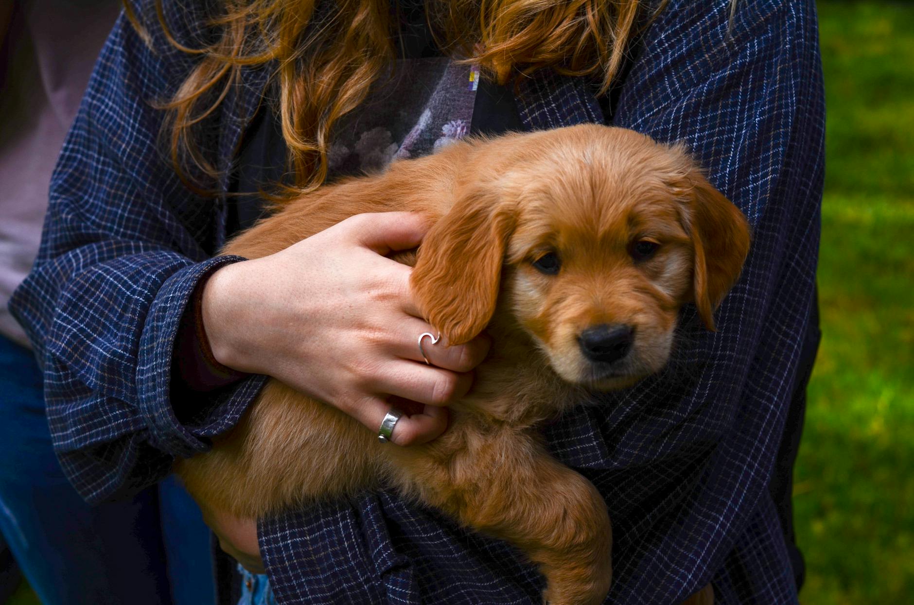 woman holding brown puppy