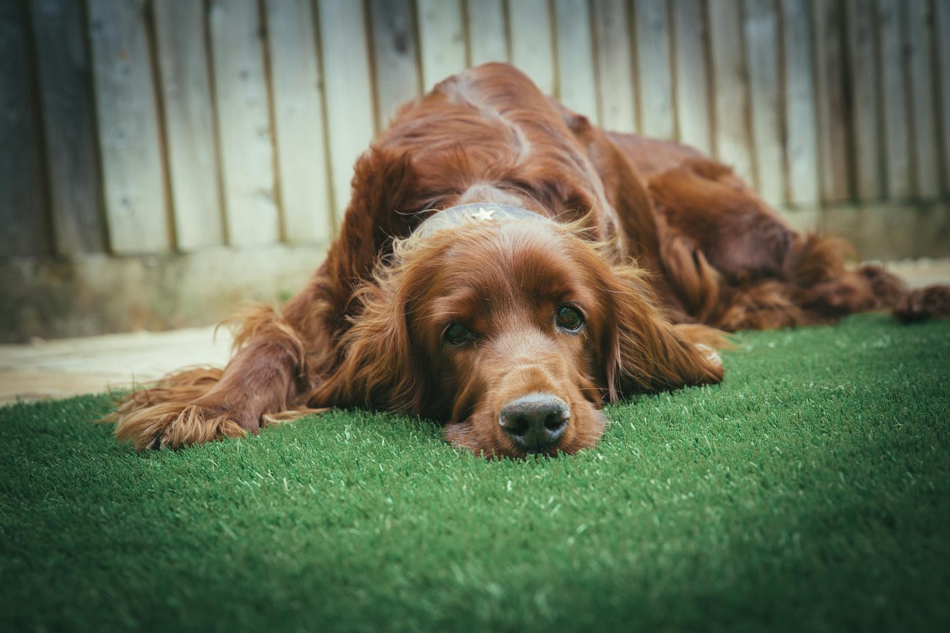 Why Dog Training Classes Fail Family Dogs (& What Works)