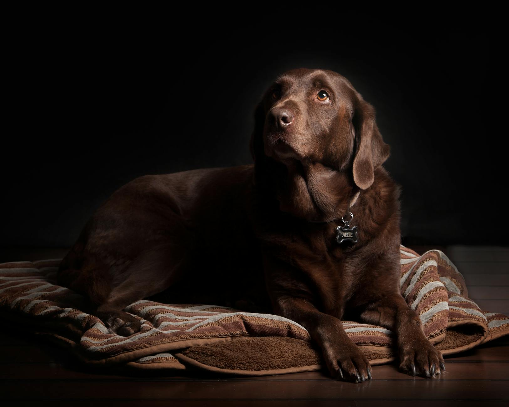 Prepare your Anxious Dog for your New Baby